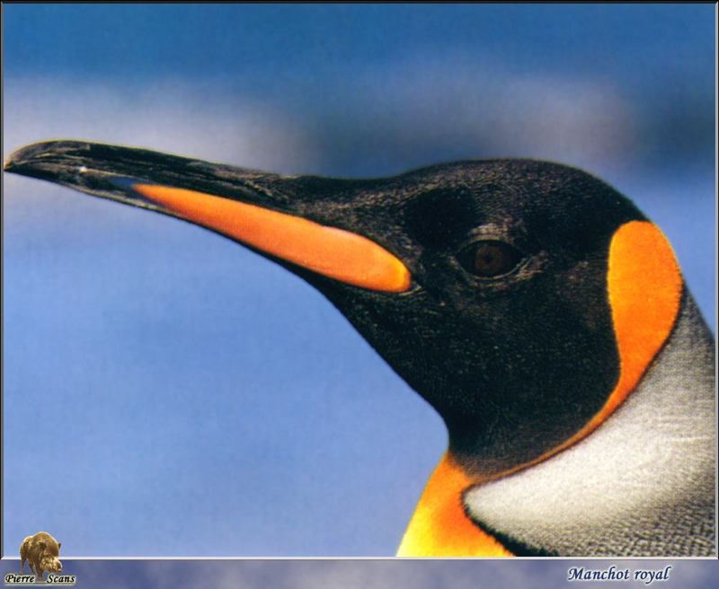 King Penguin face (Aptenodytes patagonicus) {!--임금펭귄-->; DISPLAY FULL IMAGE.