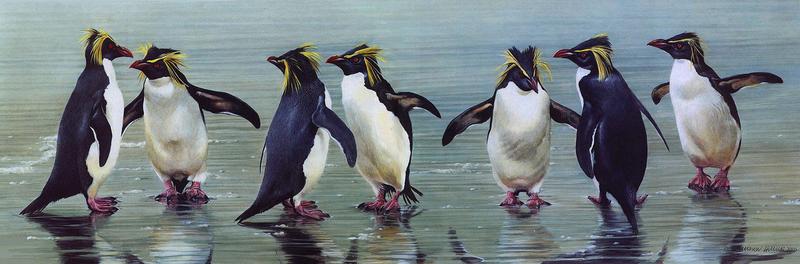 Macaroni Penguin group (Eudyptes chrysolophus) {!--마카로니펭귄-->; DISPLAY FULL IMAGE.