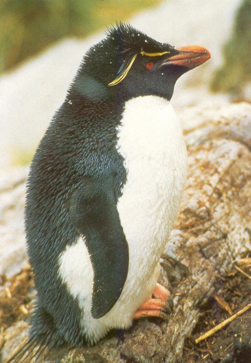 Rockhopper Penguin (Eudyptes chrysocome) {!--노란눈썹펭귄-->; DISPLAY FULL IMAGE.
