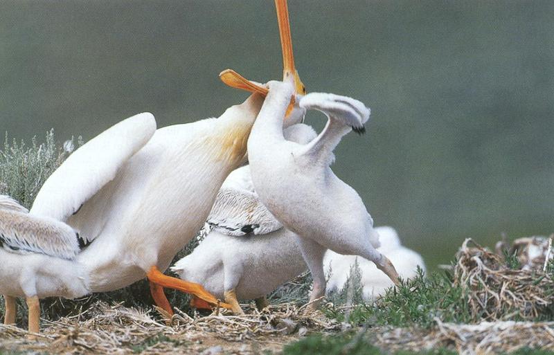 Pelican feeding chick (Pelecanus sp.) {!--사다새류(펠리칸)-->; DISPLAY FULL IMAGE.