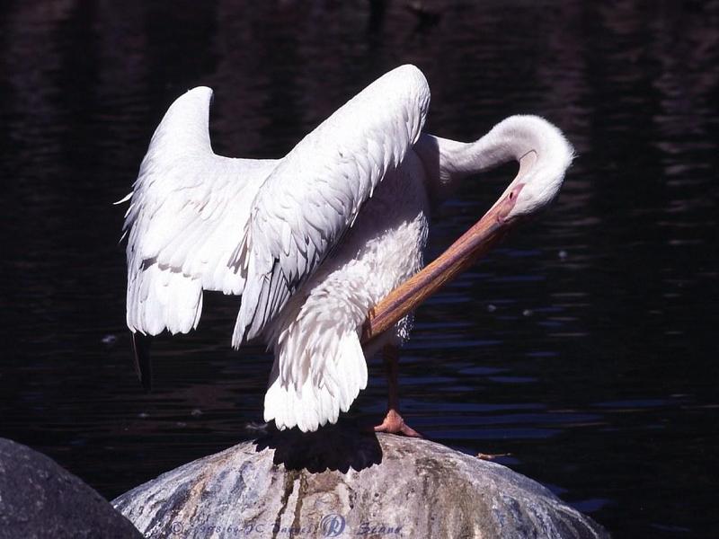American White Pelican (Pelecanus erythrorhynchos) {!--아메리카흰사다새-->; DISPLAY FULL IMAGE.