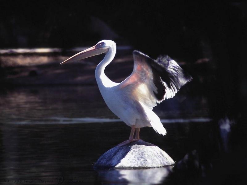 American White Pelican (Pelecanus erythrorhynchos) {!--아메리카흰사다새-->; DISPLAY FULL IMAGE.
