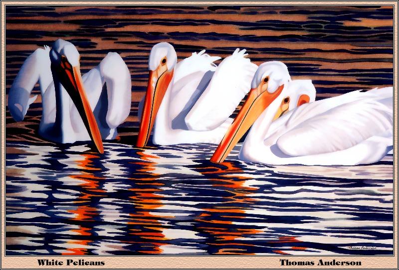 [Animal Art - Thomas Anderson] American White Pelican trio (Pelecanus erythrorhynchos) {!--아메리카흰사다새-->; DISPLAY FULL IMAGE.