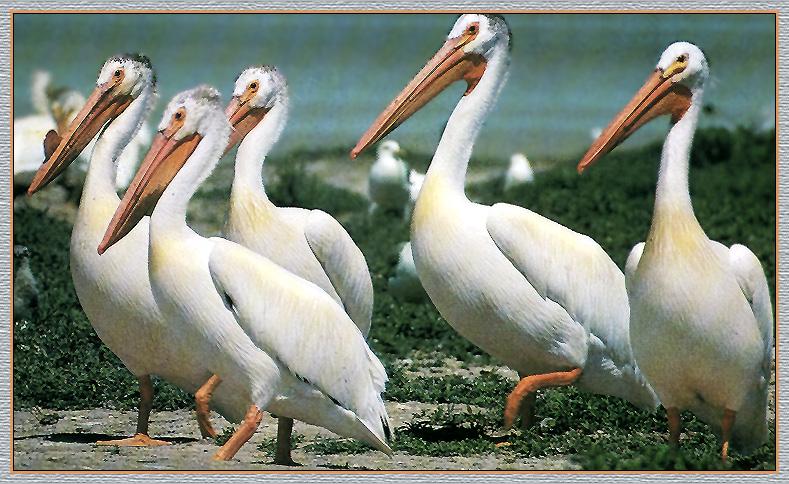 American White Pelicans (Pelecanus erythrorhynchos) {!--아메리카흰사다새-->; DISPLAY FULL IMAGE.