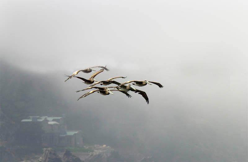 Brown Pelicans in flight (Pelecanus occidentalis) {!--갈색사다새-->; DISPLAY FULL IMAGE.