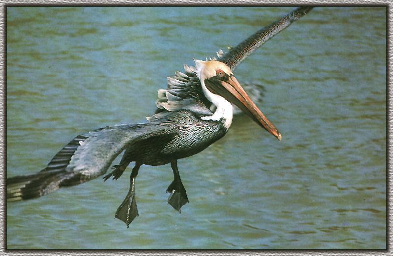 Brown Pelican flying (Pelecanus occidentalis) {!--갈색사다새-->; DISPLAY FULL IMAGE.