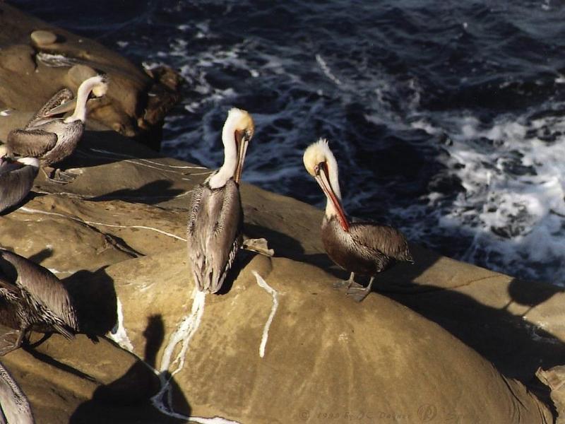 Brown Pelicans (Pelecanus occidentalis) {!--갈색사다새-->; DISPLAY FULL IMAGE.