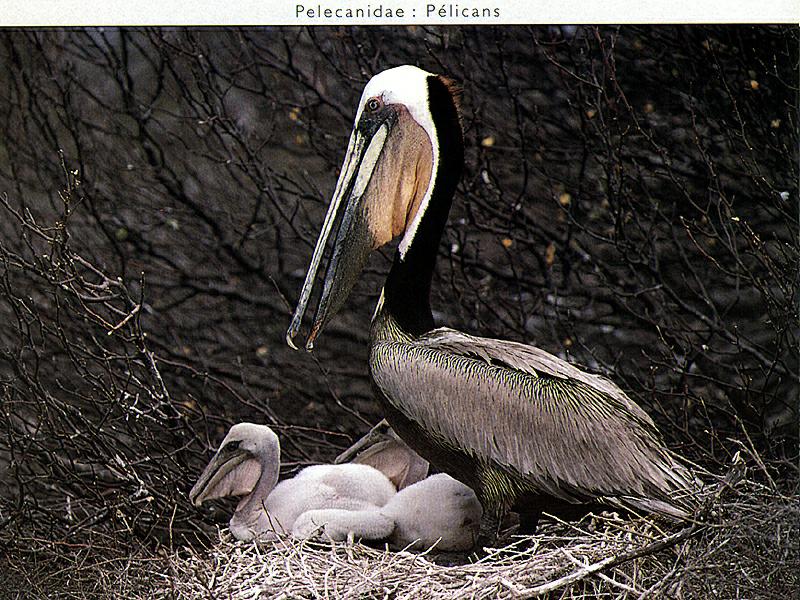 Brown Pelican & chicks on nest (Pelecanus occidentalis) {!--갈색사다새-->; DISPLAY FULL IMAGE.