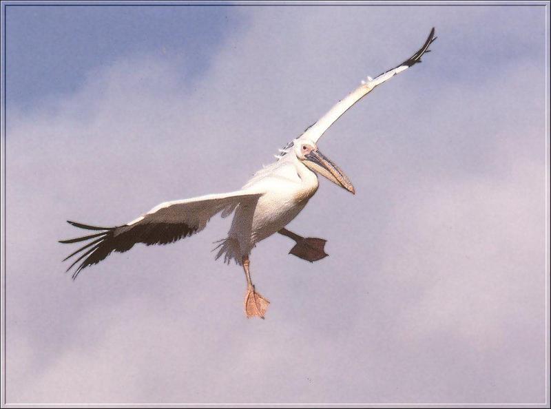 Great White Pelican in flight (Pelecanus onocrotalus) {!--분홍사다새,유럽흰사다새-->; DISPLAY FULL IMAGE.