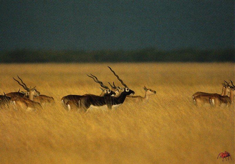 Blackbuck antelopes (Antilope cervicapra) {!--인도영양(─ 羚羊),흑영양,블랙벅-->; DISPLAY FULL IMAGE.