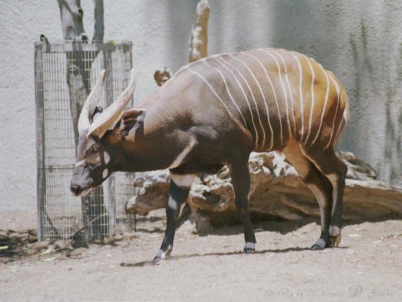 Bongo (Tragelaphus eurycerus) {!--봉고,넓적뿔영양(─ 羚羊)-->; DISPLAY FULL IMAGE.