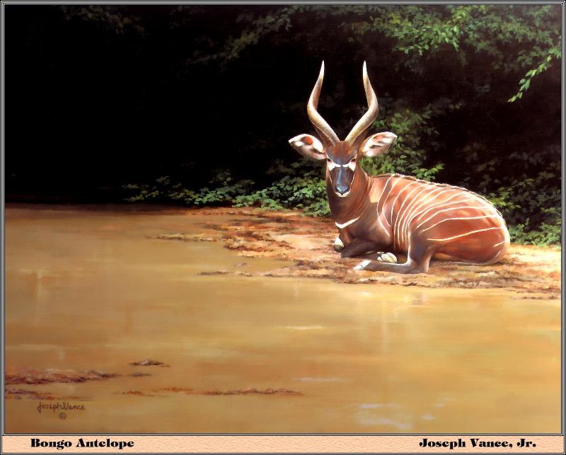 [Animal Art - Joseph Vanee Jr.] Bongo (Tragelaphus eurycerus) {!--봉고,넓적뿔영양(─ 羚羊)-->; DISPLAY FULL IMAGE.