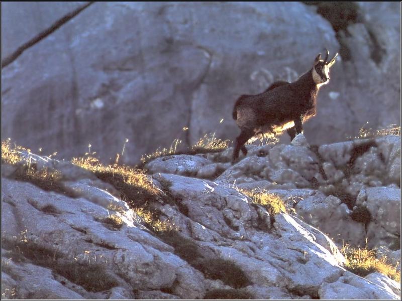Alpine Chamois (Rupicapra rupicapra) {!--샤모아산양(---山羊)-->; DISPLAY FULL IMAGE.