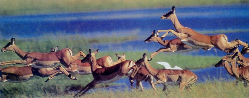 Gazelle Antelopes (Gazella sp.) {!--가젤영양(--羚羊)-->; DISPLAY FULL IMAGE.