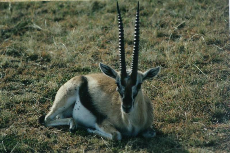 Thomson's Gazelle (Gazella thomsonii) {!--톰슨가젤영양(--羚羊)-->; DISPLAY FULL IMAGE.