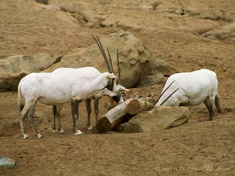 Arabian Oryx (Oryx leucoryx) {!--아라비아오릭스-->; DISPLAY FULL IMAGE.