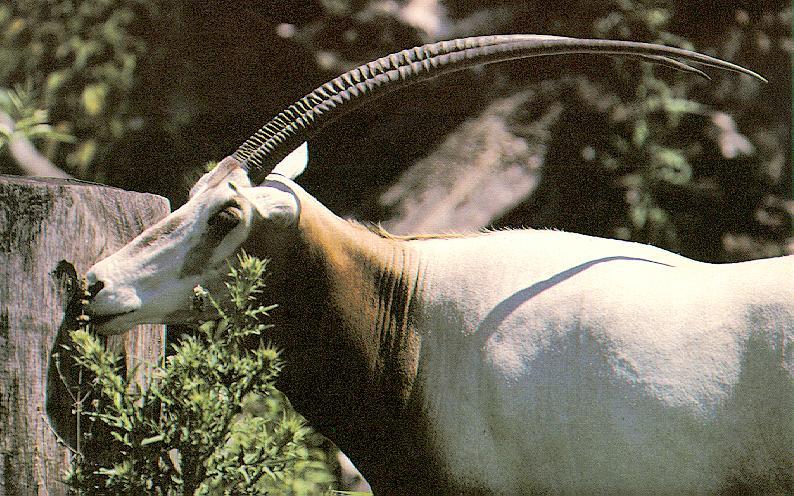 Scimitar-horned Oryx (Oryx dammah) {!--굽은뿔오릭스-->; DISPLAY FULL IMAGE.