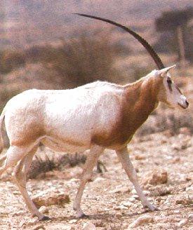 Scimitar-horned Oryx (Oryx dammah) {!--굽은뿔오릭스-->; Image ONLY