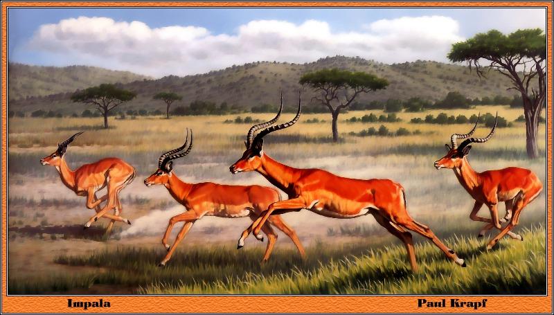 [Animal Art - Paul Krapf] Impala (Aepyceros melampus) {!--임팔라영양-->; DISPLAY FULL IMAGE.