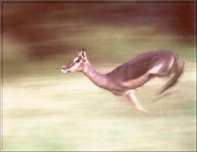 Impala (Aepyceros melampus) {!--임팔라영양-->; DISPLAY FULL IMAGE.