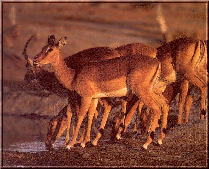 Impala (Aepyceros melampus) {!--임팔라영양-->; DISPLAY FULL IMAGE.