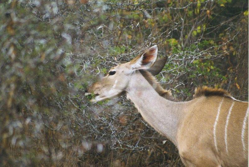 Kudu (Tragelaphus sp.) {!--쿠두영양(--羚羊)-->; DISPLAY FULL IMAGE.