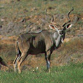 Greater Kudu (Tragelaphus strepsiceros) {!--그레이터쿠두,큰쿠두영양(--羚羊)-->; Image ONLY