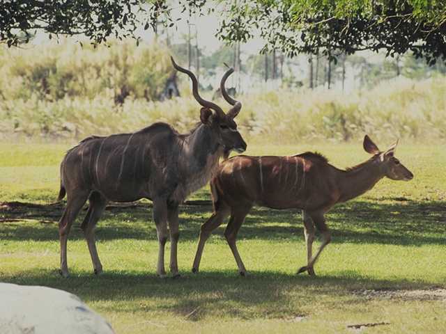 Greater Kudu (Tragelaphus strepsiceros) {!--그레이터쿠두,큰쿠두영양(--羚羊)-->; Image ONLY