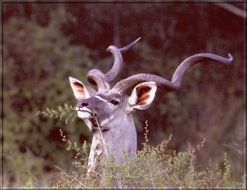 Greater Kudu (Tragelaphus strepsiceros) {!--그레이터쿠두,큰쿠두영양(--羚羊)-->; DISPLAY FULL IMAGE.