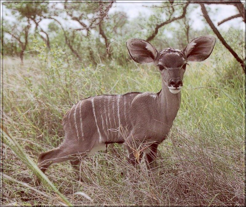 Greater Kudu calf (Tragelaphus strepsiceros) {!--그레이터쿠두,큰쿠두영양(--羚羊)-->; DISPLAY FULL IMAGE.