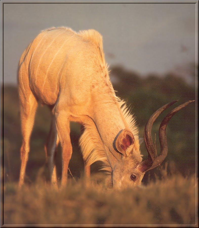 Greater Kudu albino (Tragelaphus strepsiceros) {!--그레이터쿠두,큰쿠두영양(--羚羊)-->; DISPLAY FULL IMAGE.