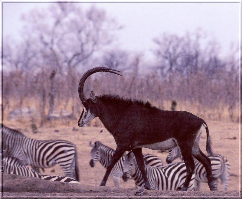 Sable Antelope (Hippotragus niger) {!--세이블영양,흑영양(黑羚羊)-->; DISPLAY FULL IMAGE.