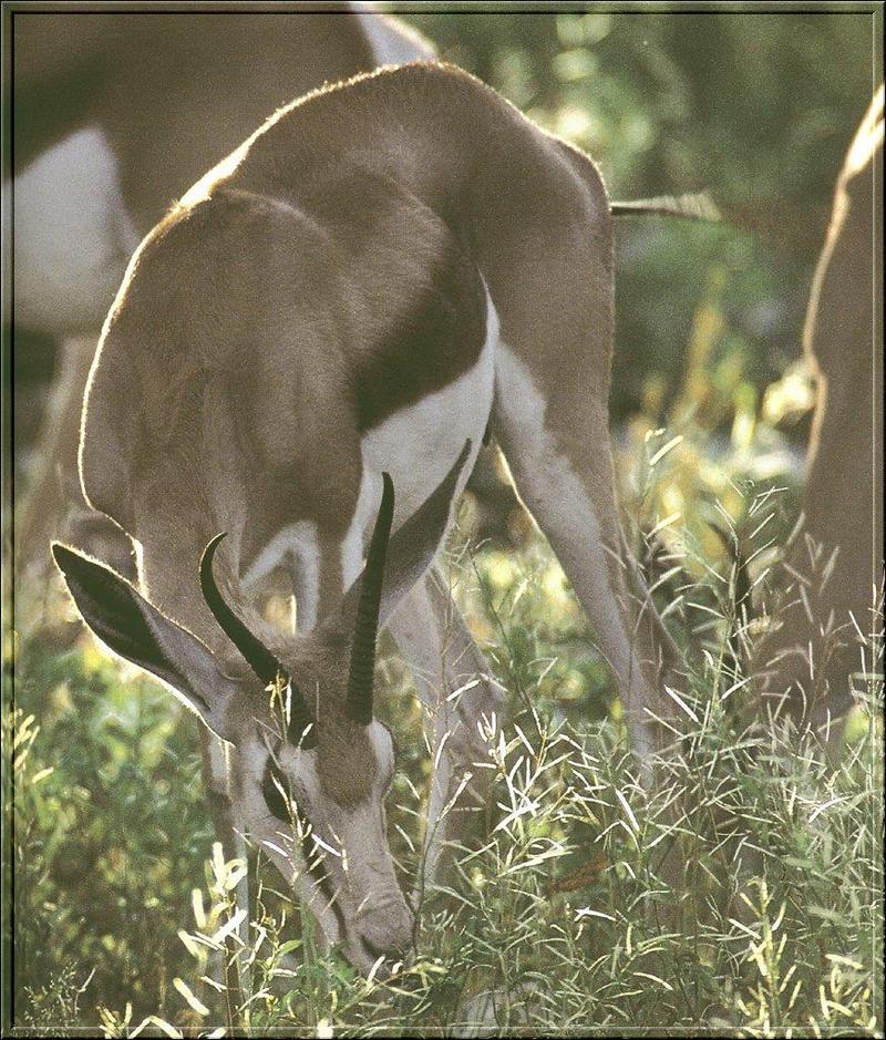 Springbok (Antidorcas marsupialis) {!--스프링복,지갑영양(--羚羊)-->; DISPLAY FULL IMAGE.