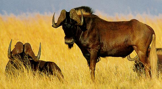 Black Wildebeest, White-tailed Gnu (Connochaetes gnou) {!--흰꼬리누, 검은소영양(---羚羊)-->; Image ONLY