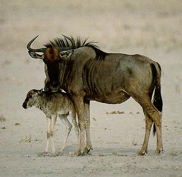 Blue Wildebeest & calf (Connochaetes taurinus) {!--소영양(-羚羊)-->; Image ONLY