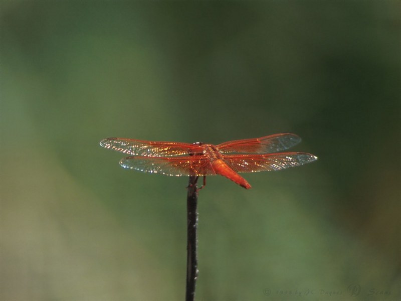 Dragonfly {!--잠자리-->; DISPLAY FULL IMAGE.