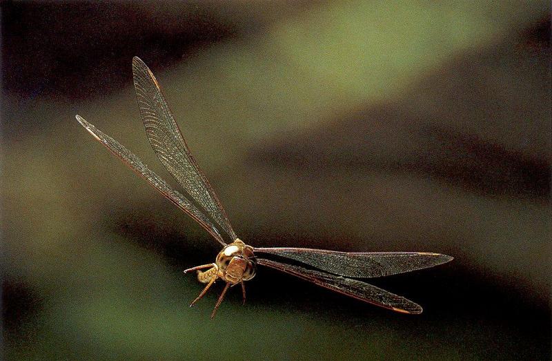 Aeshna Dragonfly in flight {!--잠자리-->; DISPLAY FULL IMAGE.