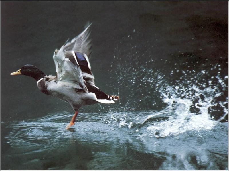 Mallard drake taking off (Anas platyrhynchos) {!--청둥오리-->; DISPLAY FULL IMAGE.