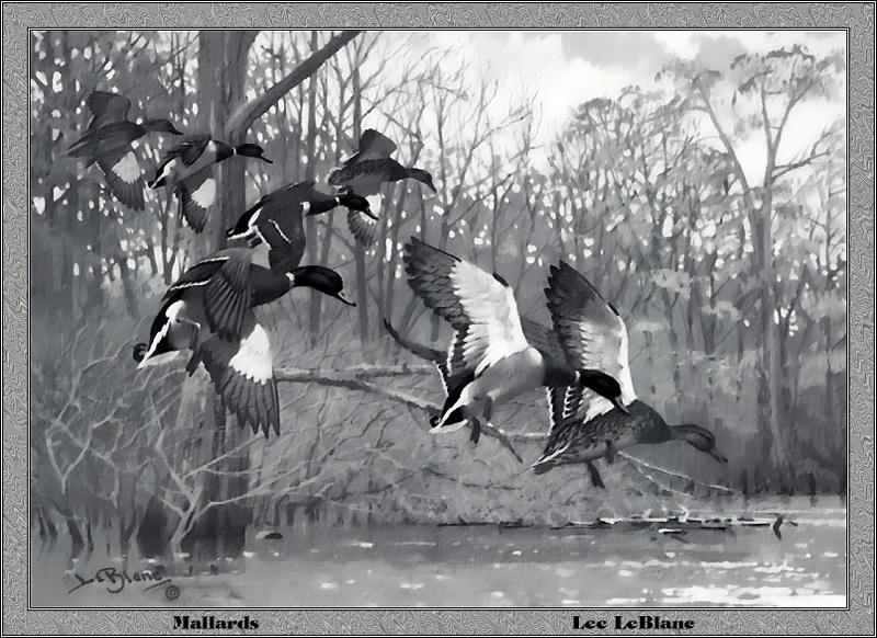 [Animal Art - Lee LeBlaue] Mallards (Anas platyrhynchos) {!--청둥오리-->; DISPLAY FULL IMAGE.