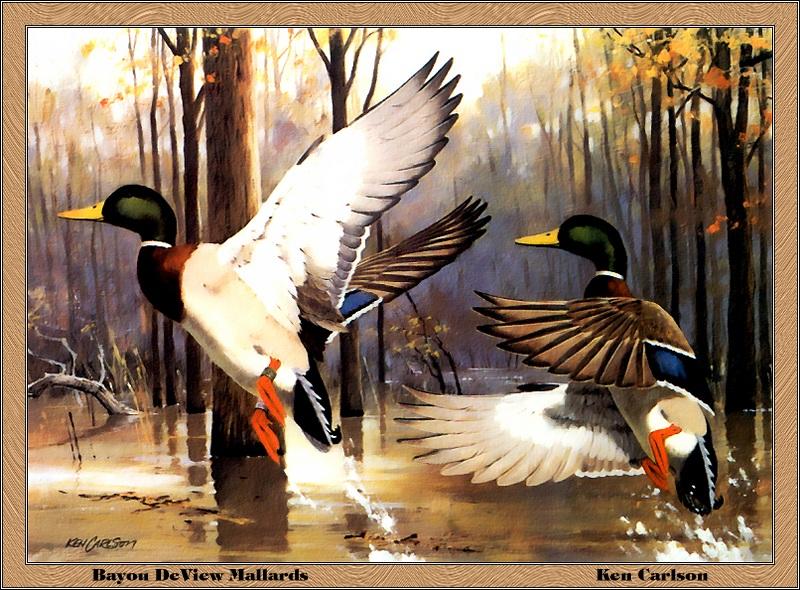 [Animal Art - Ken Carlson] Mallard ducks (Anas platyrhynchos) {!--청둥오리-->; DISPLAY FULL IMAGE.
