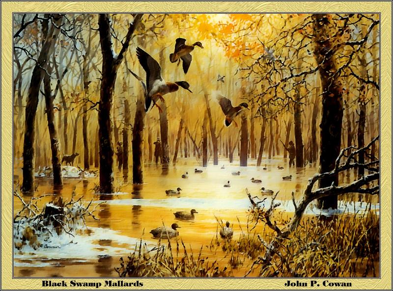 [Animal Art - John P. Cowan] Mallard ducks (Anas platyrhynchos) {!--청둥오리-->; DISPLAY FULL IMAGE.