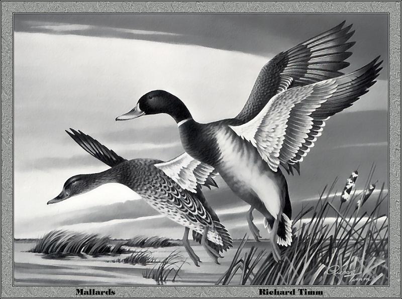 [Animal Art - Richard Timm] Mallards (Anas platyrhynchos) {!--청둥오리-->; DISPLAY FULL IMAGE.