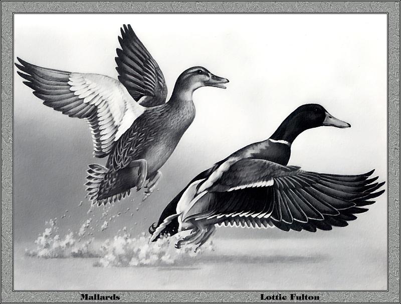 [Animal Art - Lottie Fulton] Mallards (Anas platyrhynchos) {!--청둥오리-->; DISPLAY FULL IMAGE.