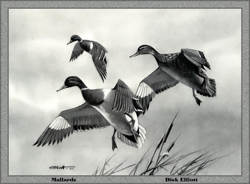 [Animal Art - Dick Elliott] Mallards (Anas platyrhynchos) {!--청둥오리-->; DISPLAY FULL IMAGE.