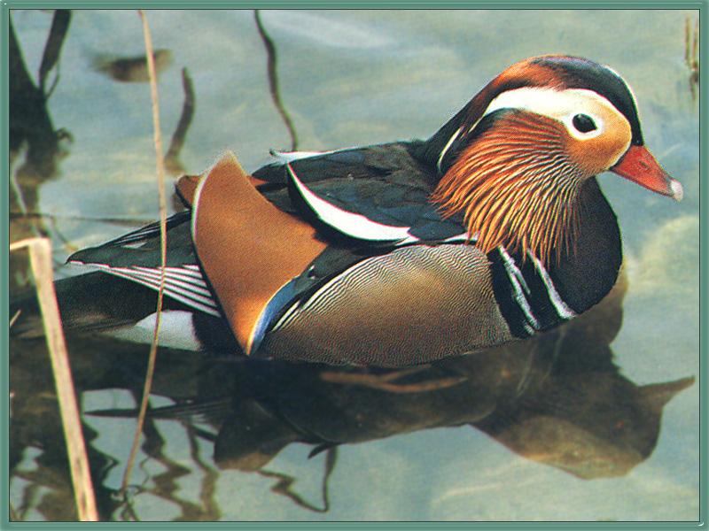 Mandarin Duck (Aix galericulata) {!--원앙(鴛鴦)-->; DISPLAY FULL IMAGE.