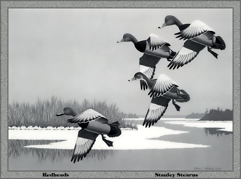 [Animal Art - Stanley Stearus] Redheads in flight (Aythya americana) {!--아메리카흰죽지-->; DISPLAY FULL IMAGE.
