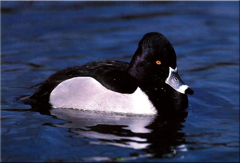 Ring-necked Duck (Aythya collaris) {!--목도리댕기흰죽지-->; DISPLAY FULL IMAGE.