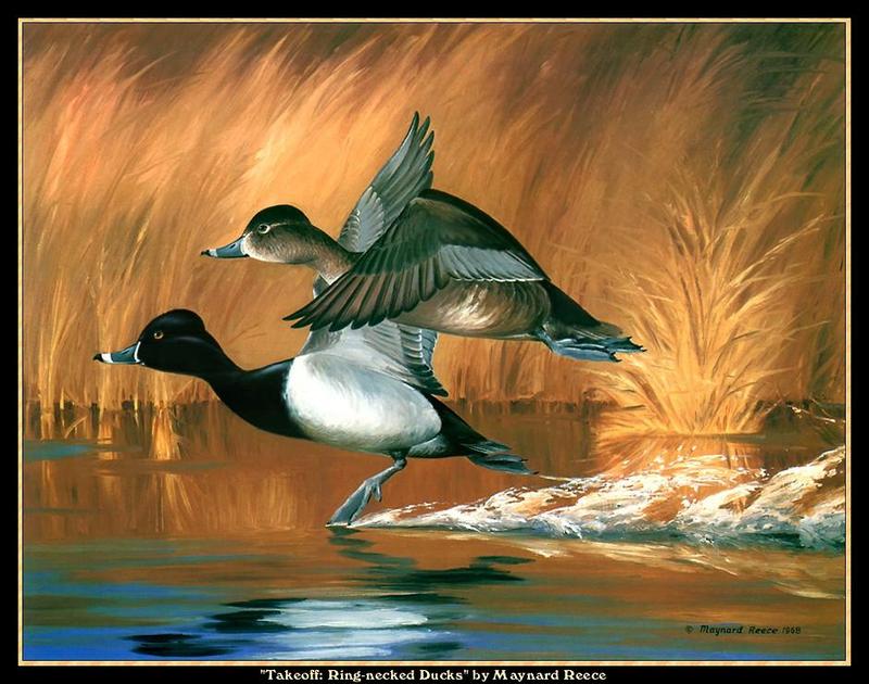 [Animal Art - Maynard Reece] Ring-necked Duck pair takeoff (Aythya collaris) {!--목도리댕기흰죽지-->; DISPLAY FULL IMAGE.