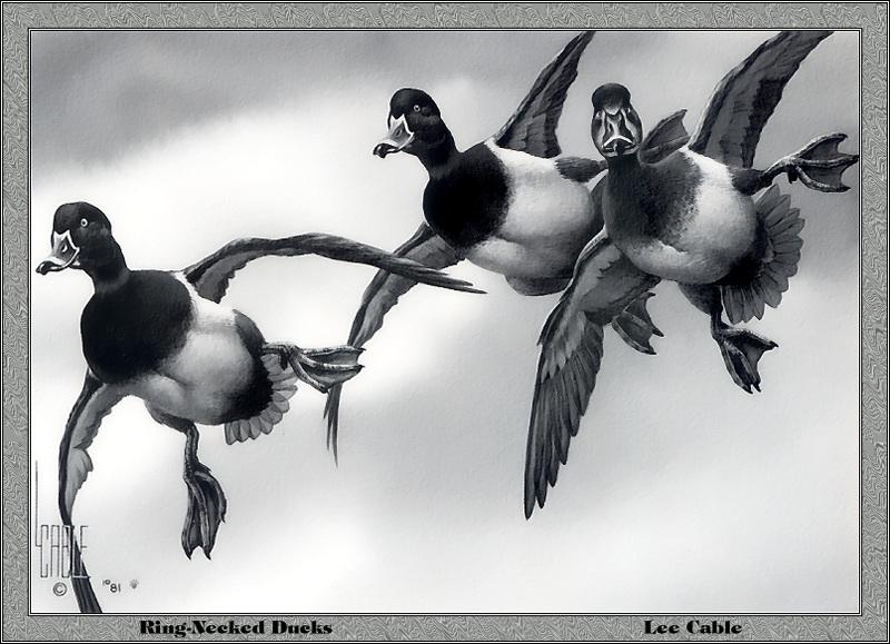 [Animal Art - Lee Cable] Ring-necked Duck trio in flight (Aythya collaris) {!--목도리댕기흰죽지-->; DISPLAY FULL IMAGE.