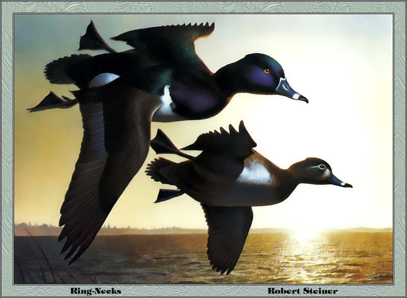 [Animal Art - Robert Steiner] Ring-necked Duck pair in flight (Aythya collaris) {!--목도리댕기흰죽지-->; DISPLAY FULL IMAGE.